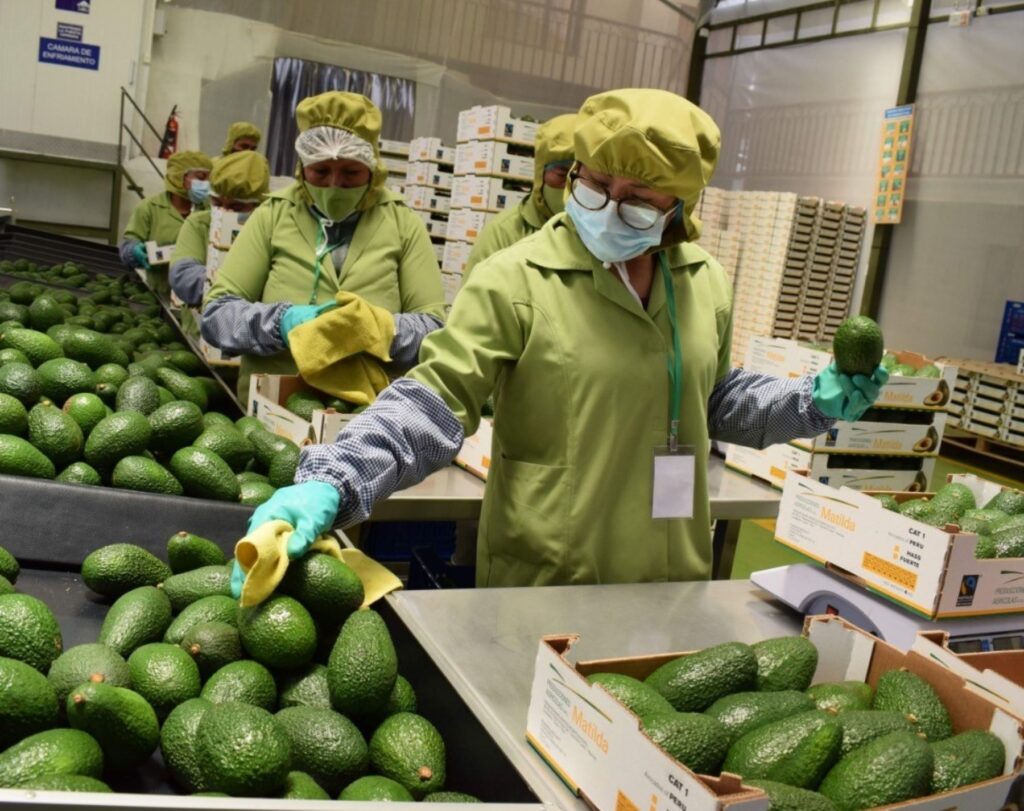 Agroexportaciones en Perú crecen durante el 2023 1 1 Agroexportaciones en Perú