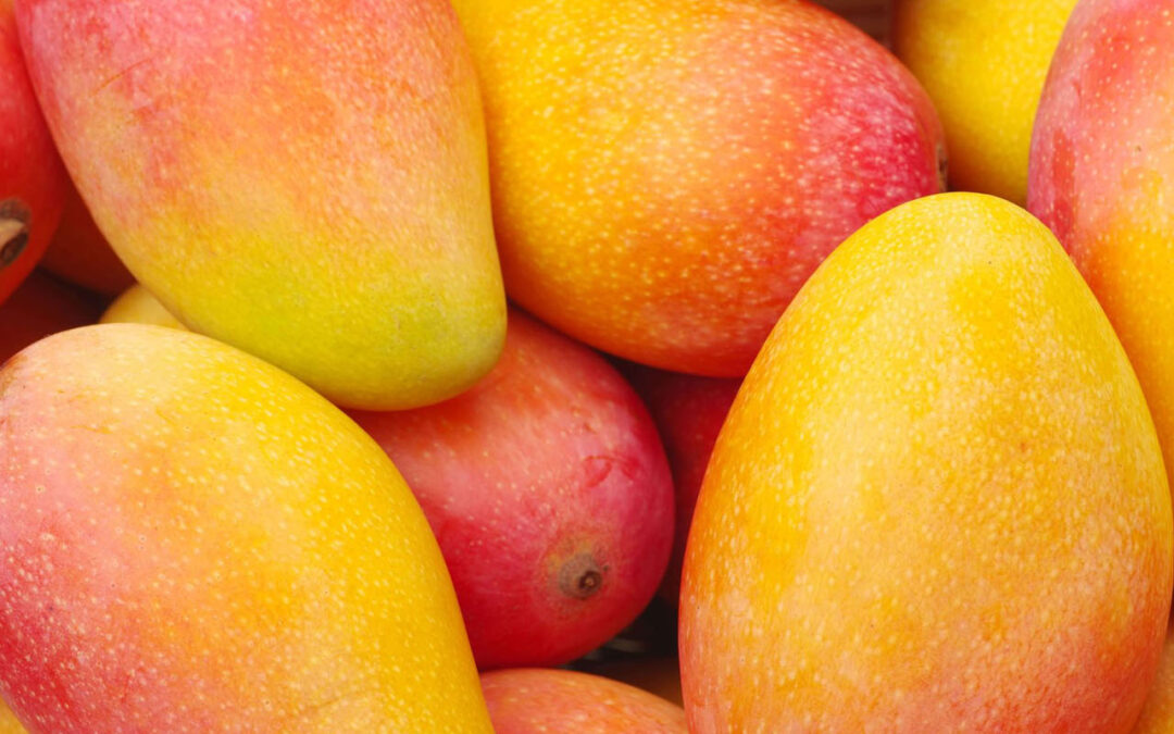 El mango peruano: una delicia de exportación del trópico seco