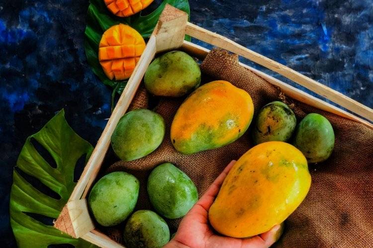El mango peruano: una delicia de exportación del trópico seco 1 1 mango peruano